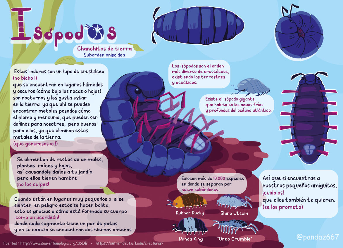 Isópodos